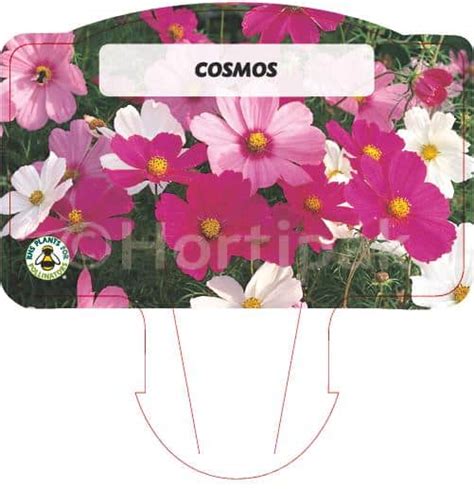 Cosmos Mixed Hortipak E Store