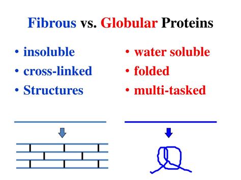 Fibrous Protein Structure