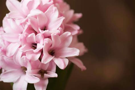 Hyacinth Poisoning in Horses - Symptoms, Causes, Diagnosis, Treatment ...