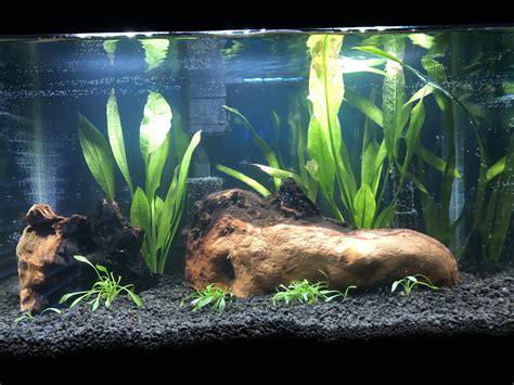 Do I need to upgrade the Lighting in my new planted tank? : r/PlantedTank