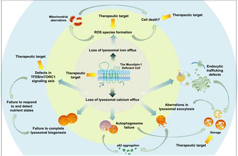 Current Concepts In The Neuropathogenesis Of Mucolipidosis Type Iv