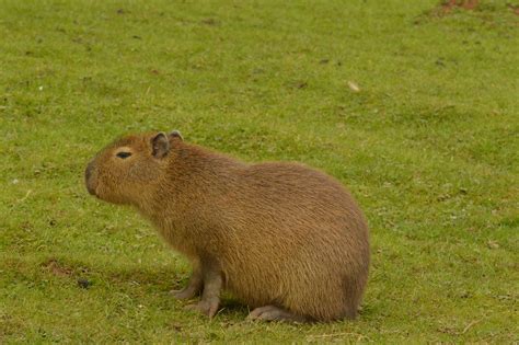 Capybara Hydrochoerus Hydrochaeris Charlene Watt Flickr