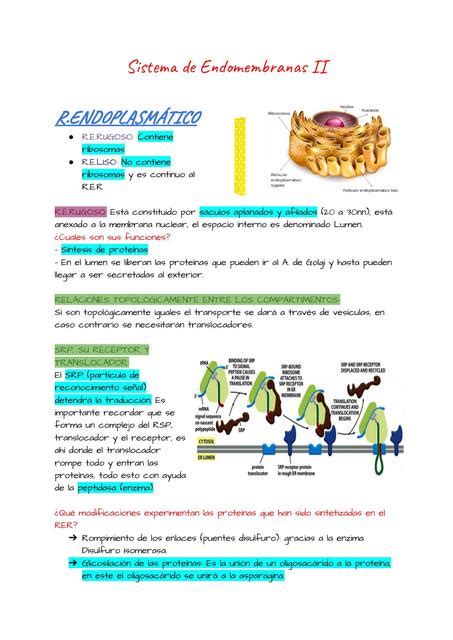 Sistema E Ii Re A Golgi Lisosomas Fisioestudiante Udocz