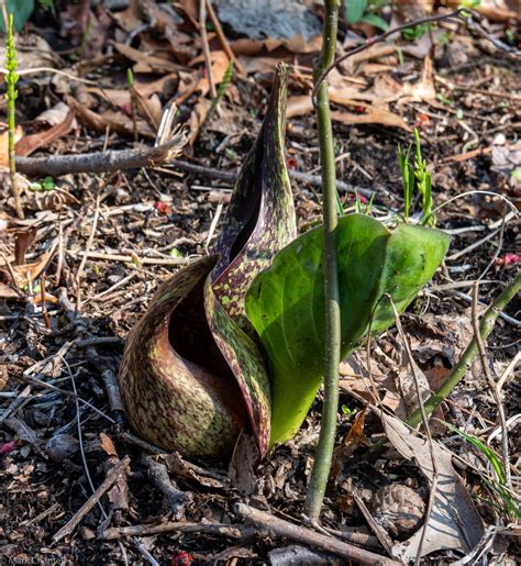 Eastern Skunk Cabbage Symplocarpus Foetidus MC 2 Nature Photography