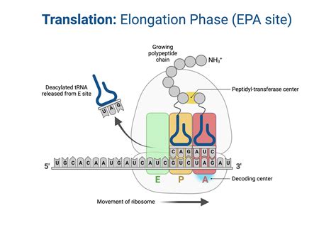 Translation Elongation Phase Epa Site Biorender Science Templates