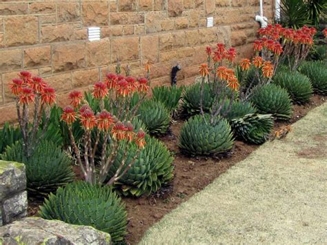 How To Grow And Care For Aloe World Of Succulents