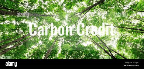 Carbon Credit Concept Green Mangrove Forest Natural Carbon Sinks That