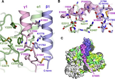 Crystal Structure Of The Heterotrimeric Integrin Binding Region Of