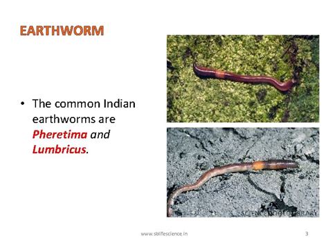 Earthworm Sblifescience In 1 Earthworm Reddish Brown