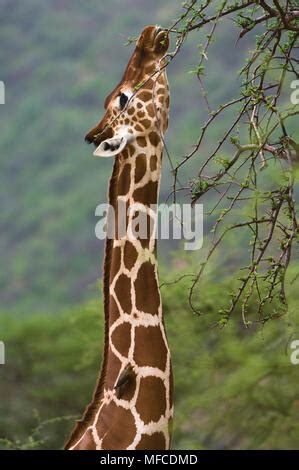 A Reticulated Giraffe Eats Leaves From An Acacia Tree Giraffa