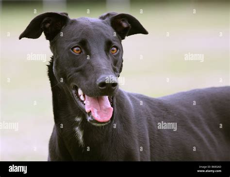 Black Greyhound High Resolution Stock Photography And Images Alamy