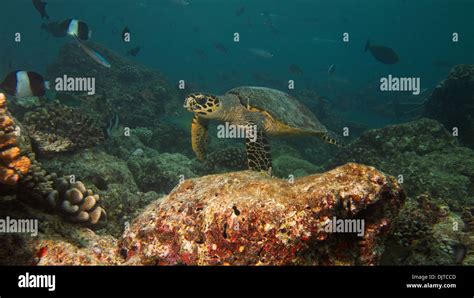 Hawksbill Sea Turtle Glides Over The Coral Stock Photo Alamy