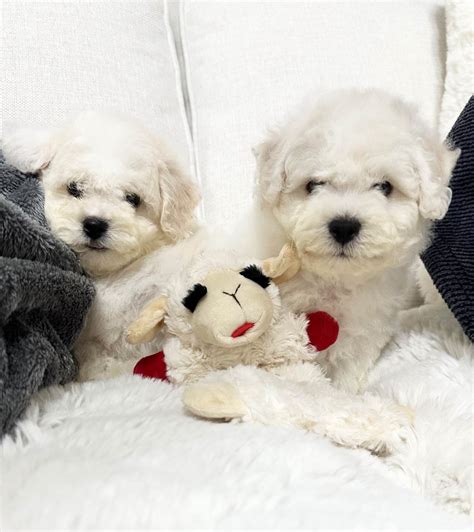 Bichon Puppy Joy Bichon Frise Puppies For Sale In Auburn Wa Akc