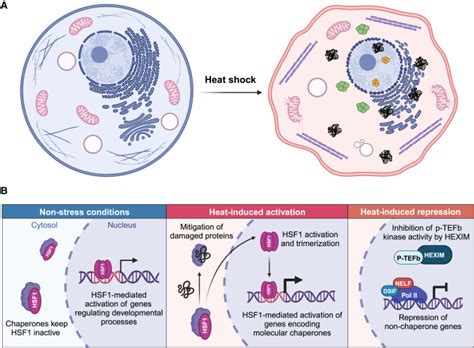 Transcriptional Reprogramming At The Intersection Of The Heat Shock