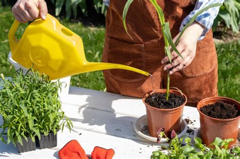 Una Mujer Joven Est Regando Plantones De Plantas J Venes Para