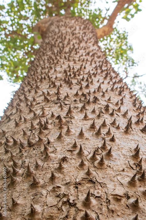 Closeup Textured And Surface Of The Trunk Of Kapok Tree Red Silk