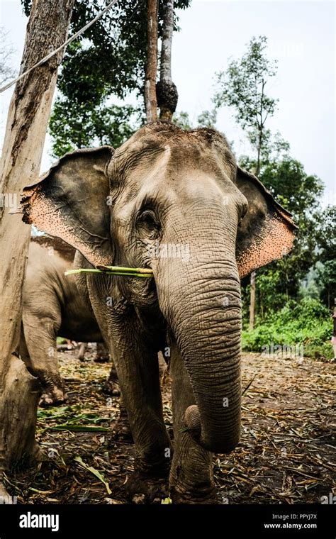 Eating sugar cane hi-res stock photography and images - Alamy