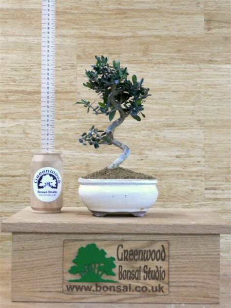 Mediterranean Olive Bonsai Olea Indoor Bonsai Tree Greenwood