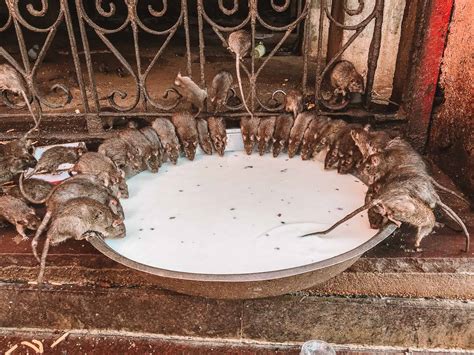 Karni Mata Temple 2025 Tips For Visiting The Rat Temple In India