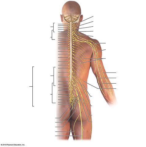 Nerve Plexuses Diagram Quizlet