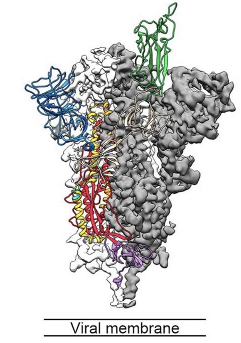 How Furin And Ace2 Interact With The Spike On Sars Cov 2 Assay Genie