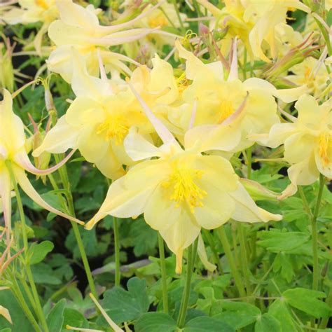 Aquilegia Caerulea Yellow Columbine From Hoffie Nursery