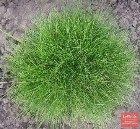 Овсяница овечья (Festuca ovina) — описание, выращивание, фото | на ...