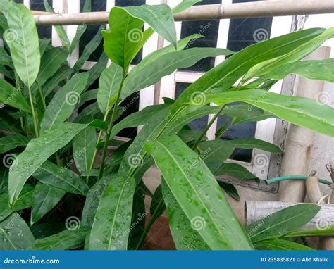 Galangal Tree Stock Image Image Of Tree Tropics Leaf 235835821