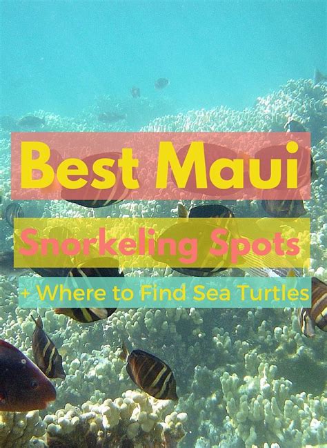 15 Best Beaches In Wailea And Kihei Snorkeling Spots Lincoln Travel