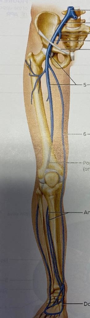 Figure Veins Of The Leg Diagram Quizlet