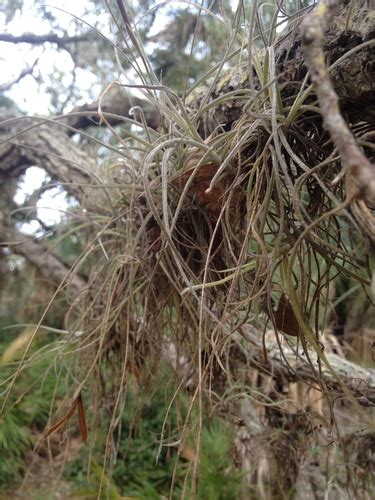 Ball Moss Spc Florida Plants Inaturalist