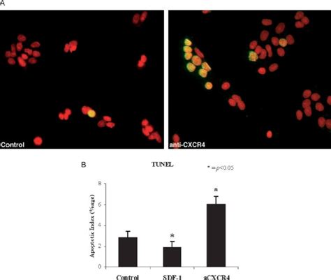 A Fluorescence Photomicrographs Of Representative Fields From A TUNEL