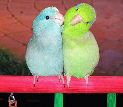 All About Birds: Exotic and Fantastic Pacific Parrotlet Breeding