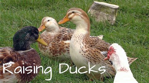 Raising Ducks For Eggs Youtube