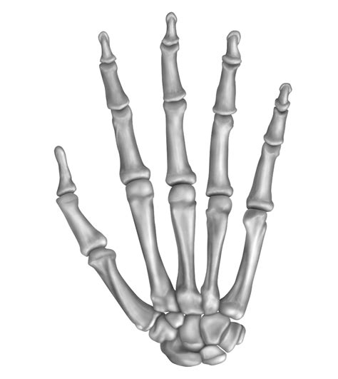 Anatomy Of The Hand Bones Anatomical Charts And Posters