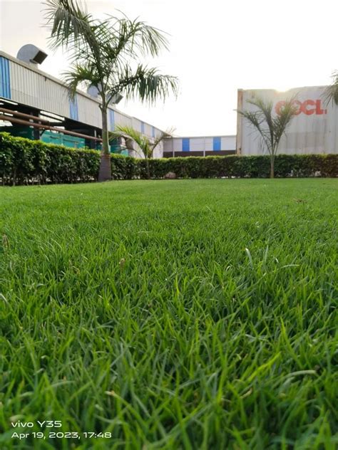 Niligiri Grass Natural Green Nilgiri Grass Carpet Manufacturer From