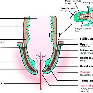 Schematic representation of a feather follicle with a growing feather ...