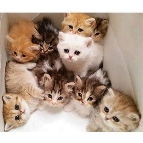 ️ ️ ️ ️ Baby Kitties Baby Cats Beautiful Cats Cute Cats