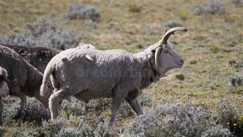 DAMARA SHEEP stock photo. Image of horns, white, unique - 49744800