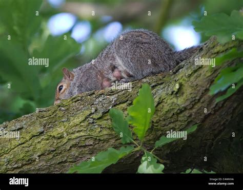 Pregnant squirrel Stock Photo - Alamy