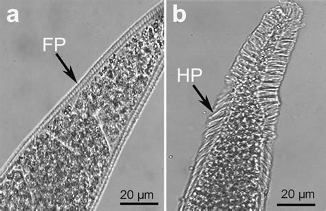 Morphological Characteristics Of Sarcocystis Spp Isolated From Download Scientific Diagram