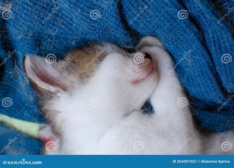 Adorable Kitten is Sleeping Stock Photo - Image of comfort, baby: 264591922