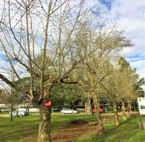 Acer negundo L Arce negundo Flora y Fauna UdeC Chillán