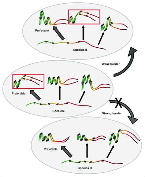 Model for cross-species prion transmission. Large gray ellipses ...