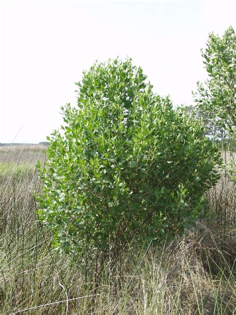 Georgia Coastal Ecosystems LTER