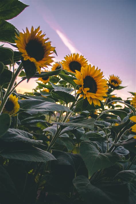 Sunflower Aesthetic Sunset Wallpapers Wallpaper Cave