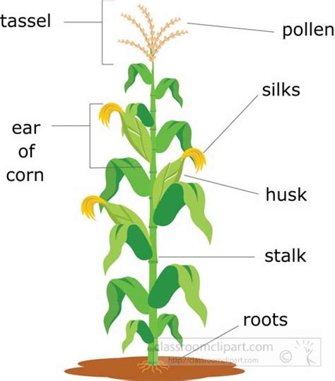 The Parts Of A Corn Plant Labeled In English With Pictures And