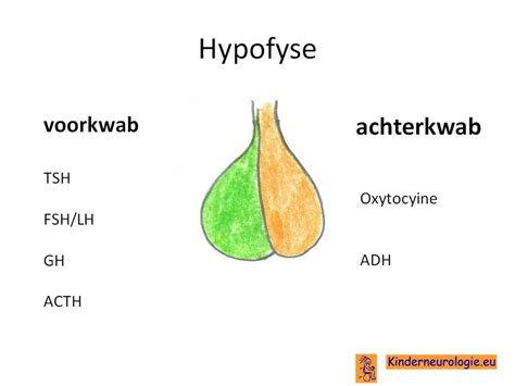 Hypofyse Hypothalamus En Thalamus Kinderneurologie