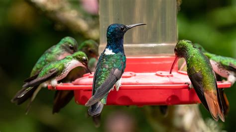 Homemade Hummingbird Nectar Is Surprisingly Easy To Make