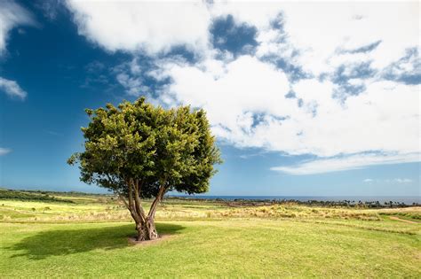 Banco De Imagens Panorama Rvore Natureza Grama Horizonte Nuvem